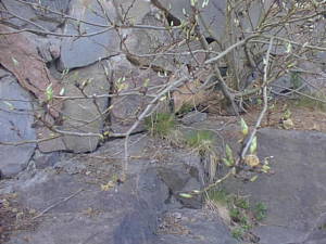 Small tree on rock