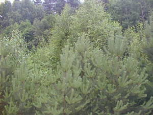 Young pine forest