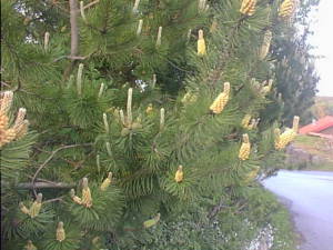 Flowering pine tree