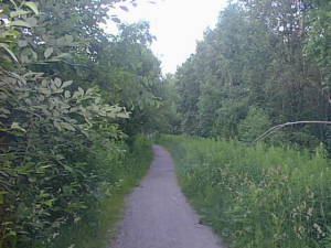 Path through dense bush