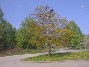 Trees in late spring