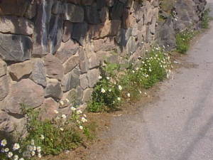 Flowers by the roadside