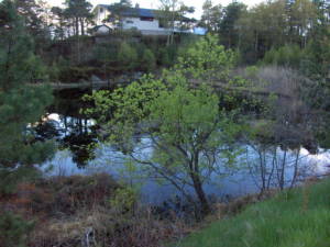 Still pond in spring