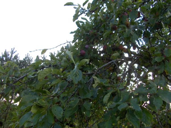 Tree with plums