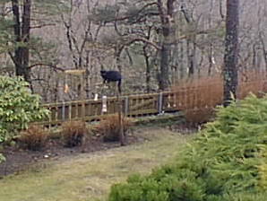 Cat in garden