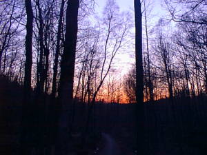 Red skies, forest