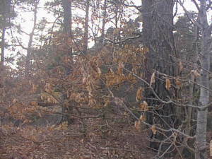 Pre-spring trees