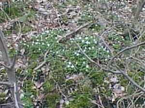 Spring flowers