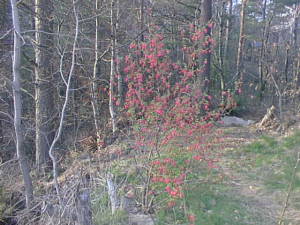 Red spring bush