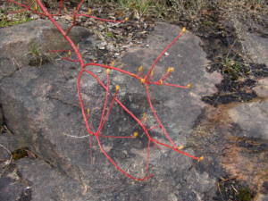 Red twigs with buds