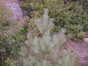 Pine tree