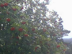 Rowan with berries