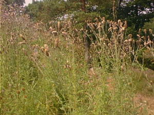 Field of thistles