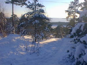 Snow on trees