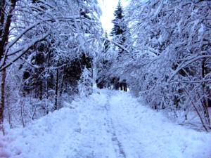 Road through snowy forest