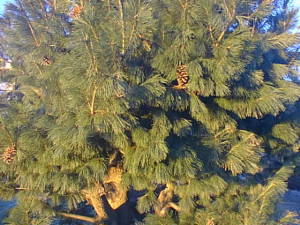 Pine tree