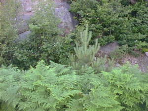 Ferns