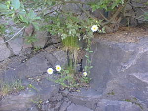 Flowers growing in cliff side