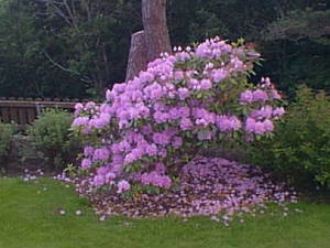 Late flowering bush