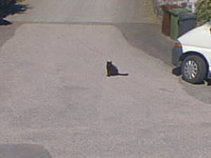 Small black cat in road