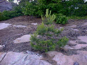 Pine on the rocks