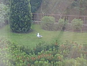 Seagull on lawn