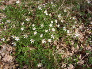 Spring flowers