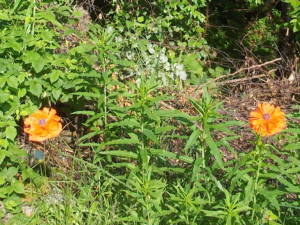 Two flowers (poppies)