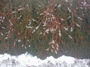 Snow and budding branches