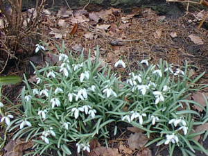 Spring Flowers