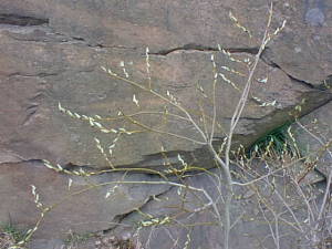 Small tree with buds