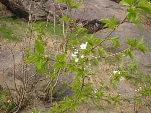 Small tree with flowers