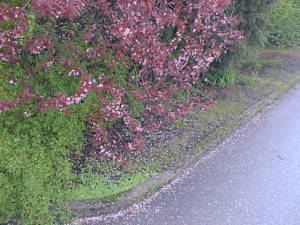 Tree shedding flower petals