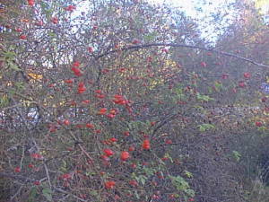 Fall tree with berries