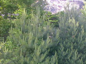 Young pine trees