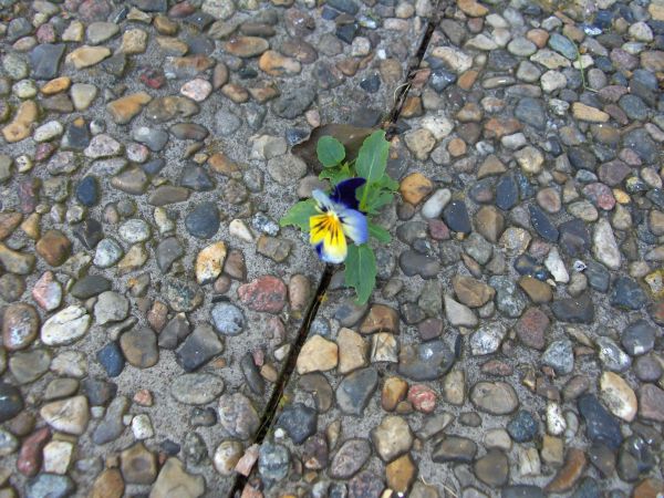 Battered flower on stony ground