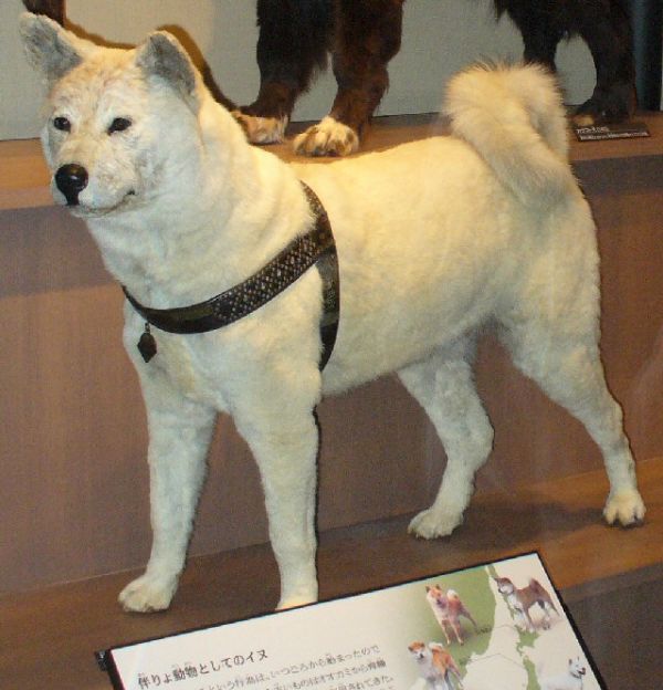 Hachiko